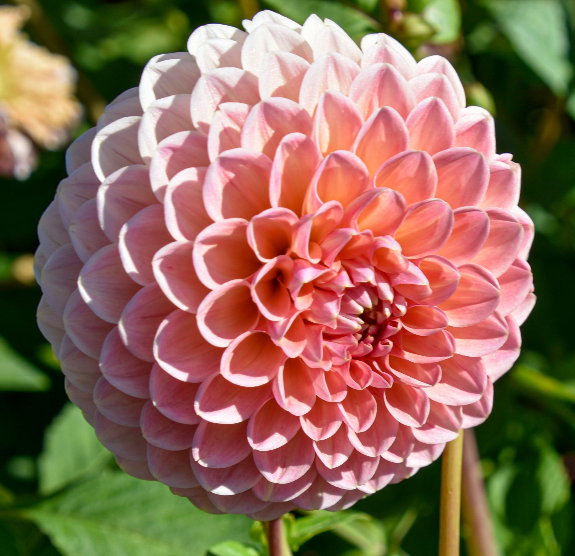 Dahlienknollen kaufen Dahlienfee