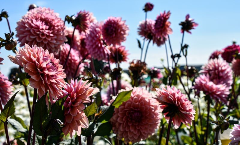 Dekorative Dahlie "Sweet Sanne" Dahlienfee