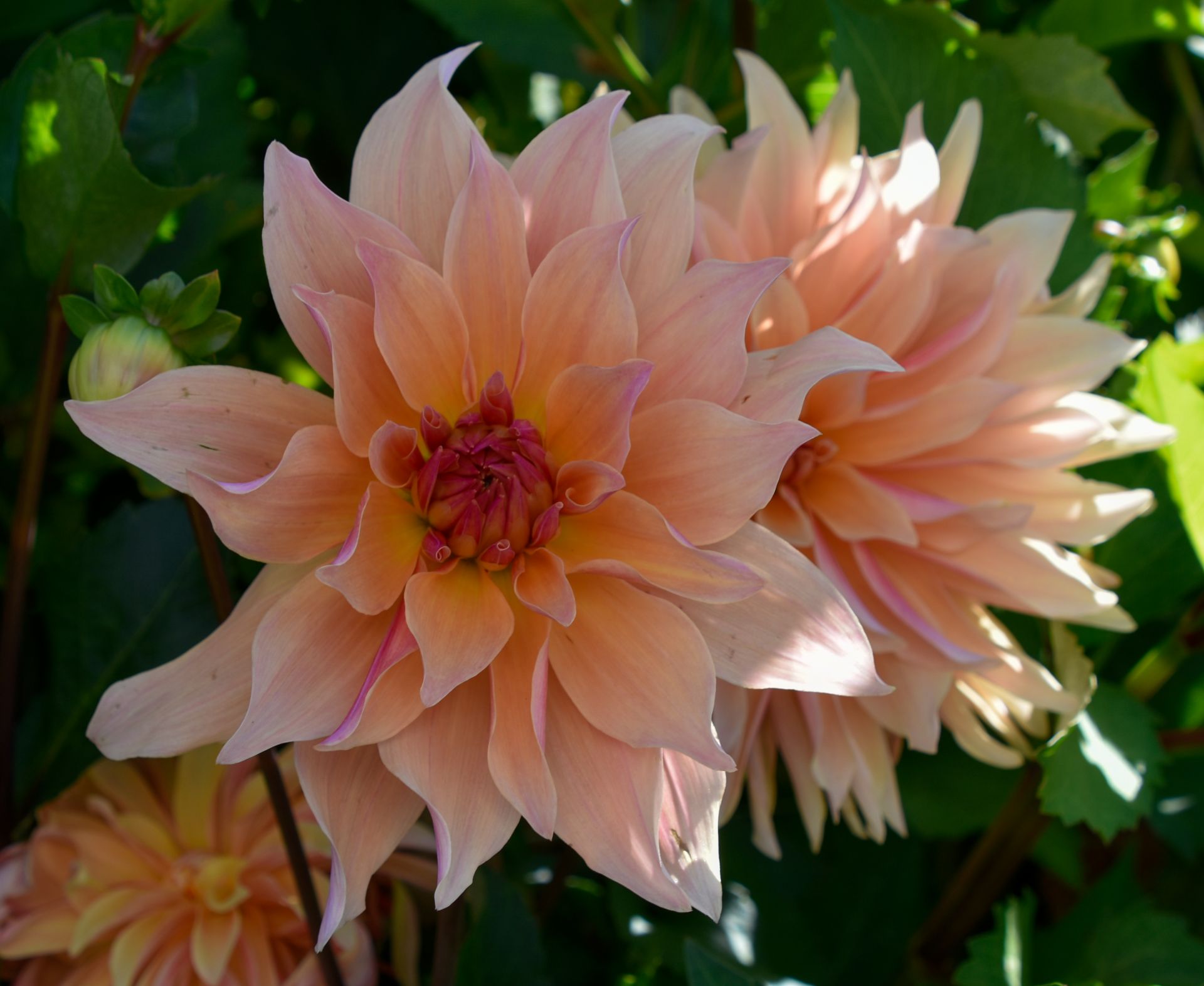 Dekorative, großblumige Dahlie "Labyrinth" Dahlienfee