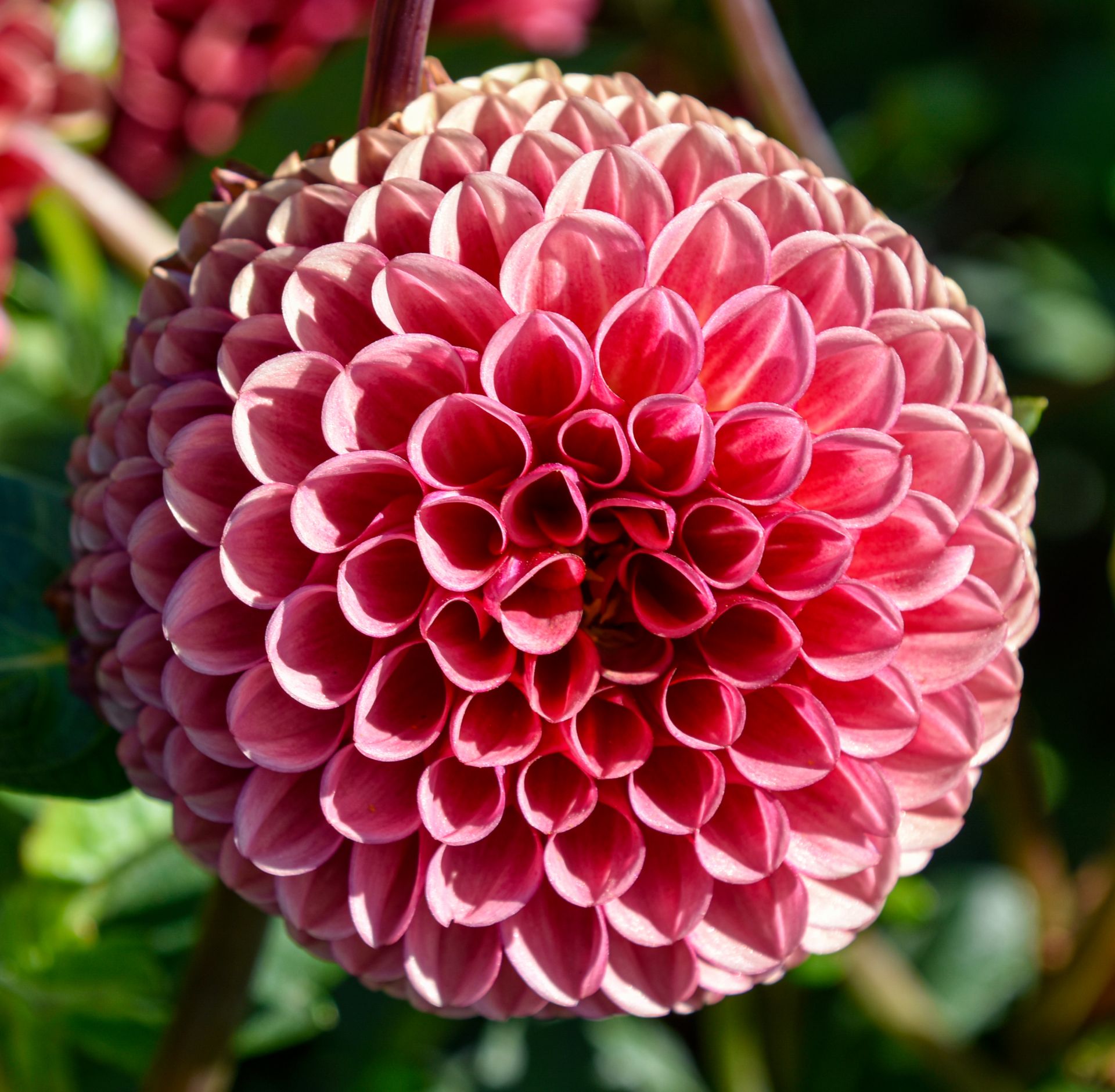 Ball & PomponDahlien kaufen Dahlienfee